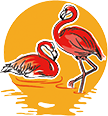 FLAMANT ROSE 火烈鳥